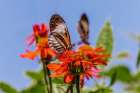 Piano key or Postman butterfly. Art Print